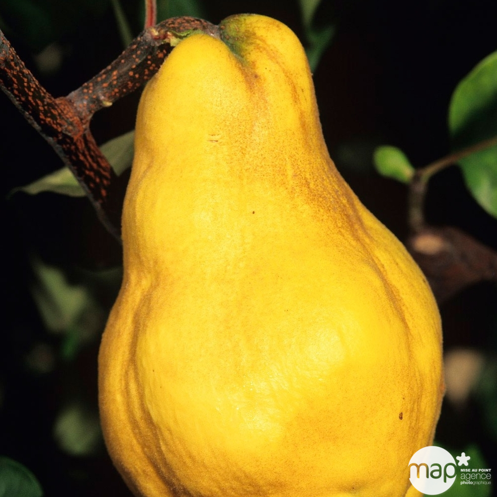 Cognassier Monstrueux de Vranja : gobelet 3 ans d'âge ctr 12 litres