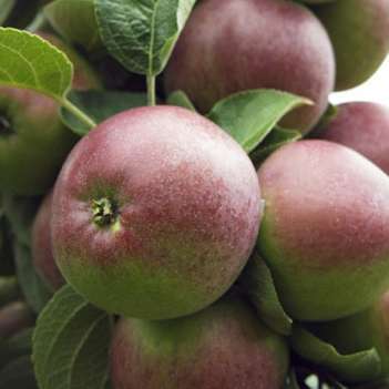 Pommier Cox orange Pippin : cordon 2 bras