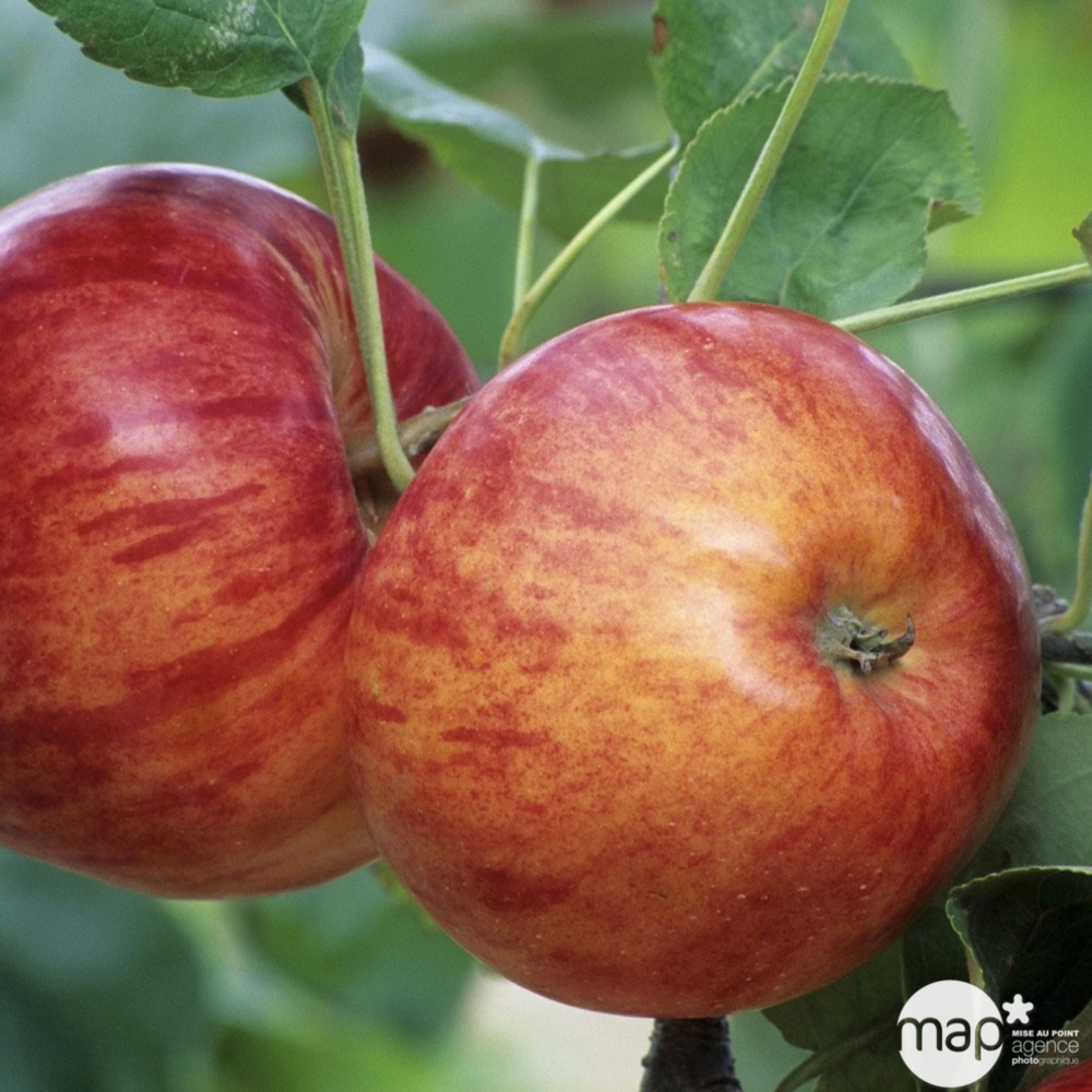 Pommier Reine des Reinettes : cordon deux bras 80 cm