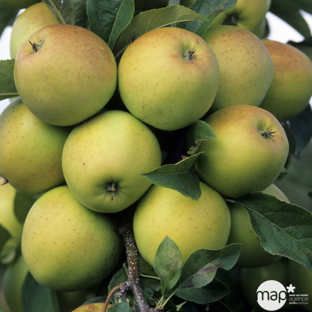 Pommier golden delicious : cordon double