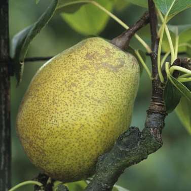 Poirier Jeanne d'Arc : gobelet 3 ans d'âge ctr 12 litres
