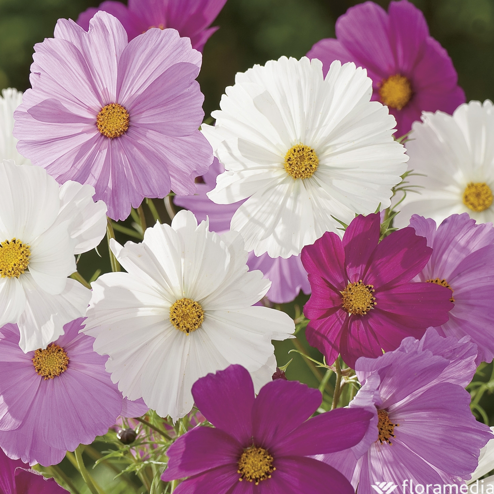Cosmos : barquette de 10 plants