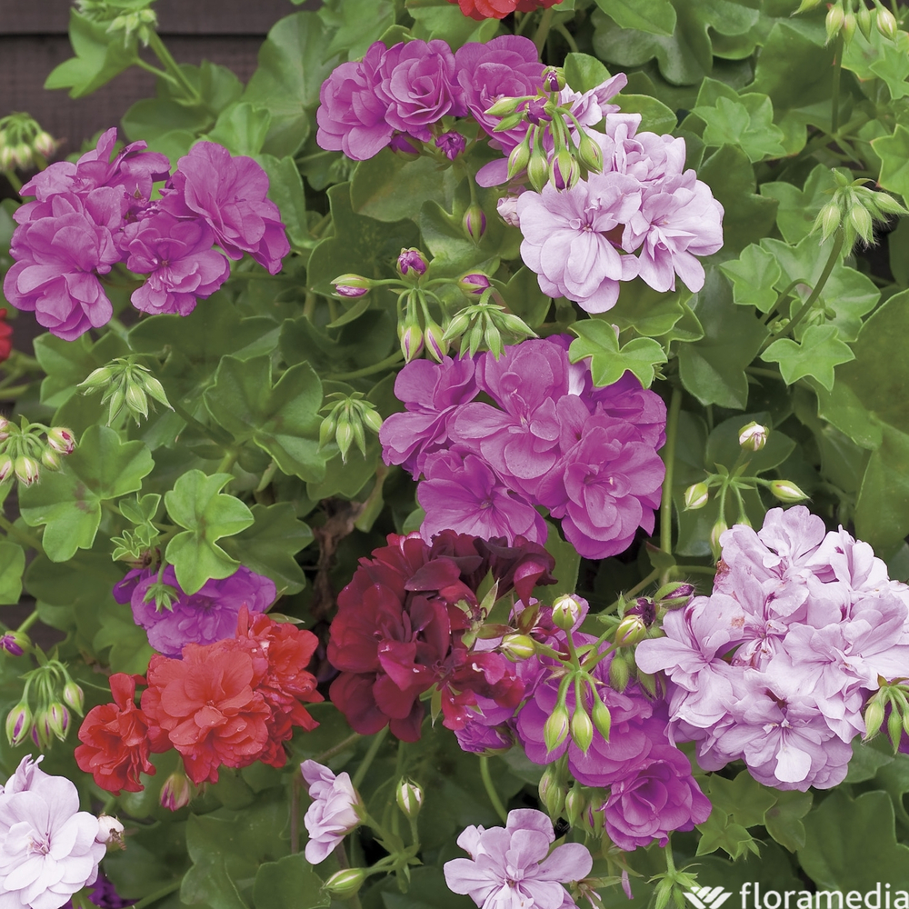 Géranium lierre à fleurs doubles : pot Ø 13 cm ou Ctr 1 litre
