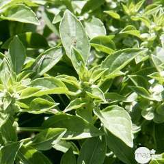Plant de basilic fin vert : pot de 0,5 litre