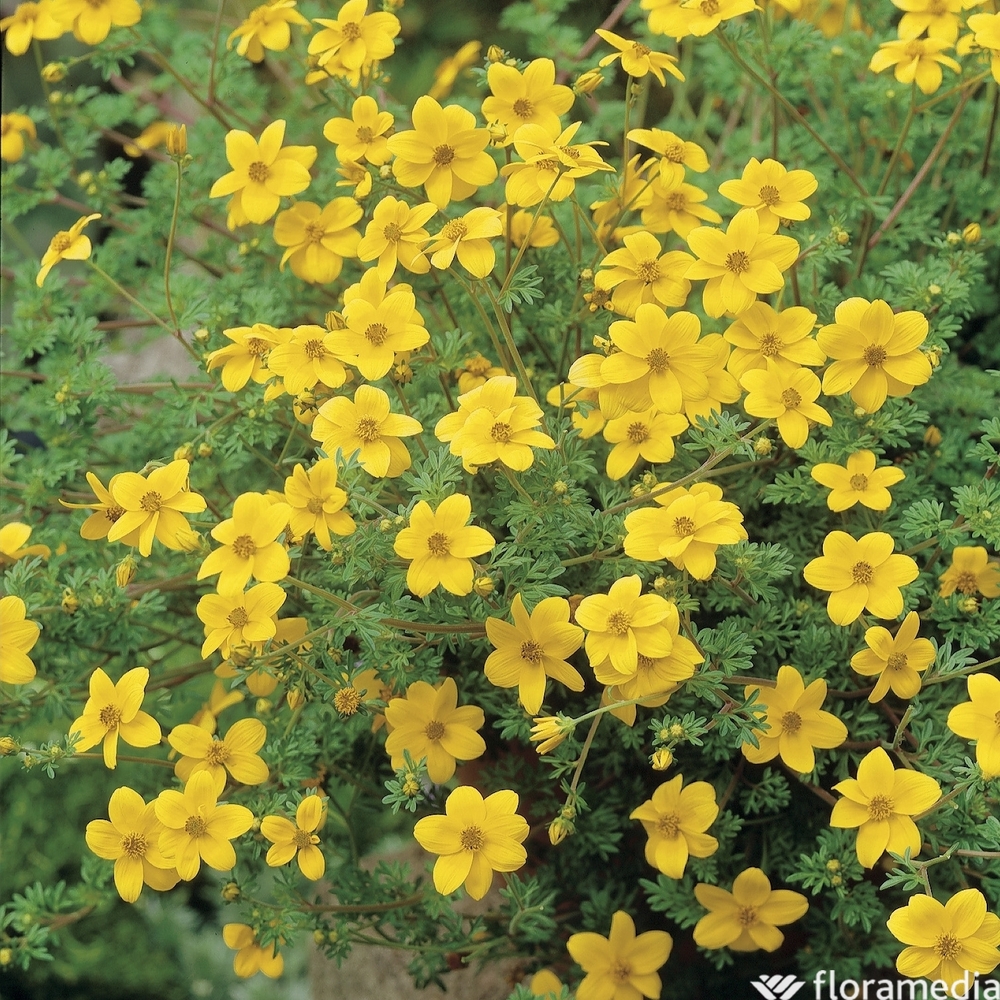 Bidens : pot Ø 17 cm ou Ctr 2/3 litres