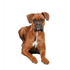 Boxer : d'apparence