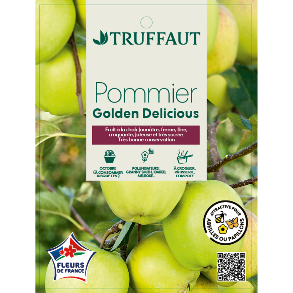 Pommier 'Golden Delicious' Pot 25L 1/2 Tige 