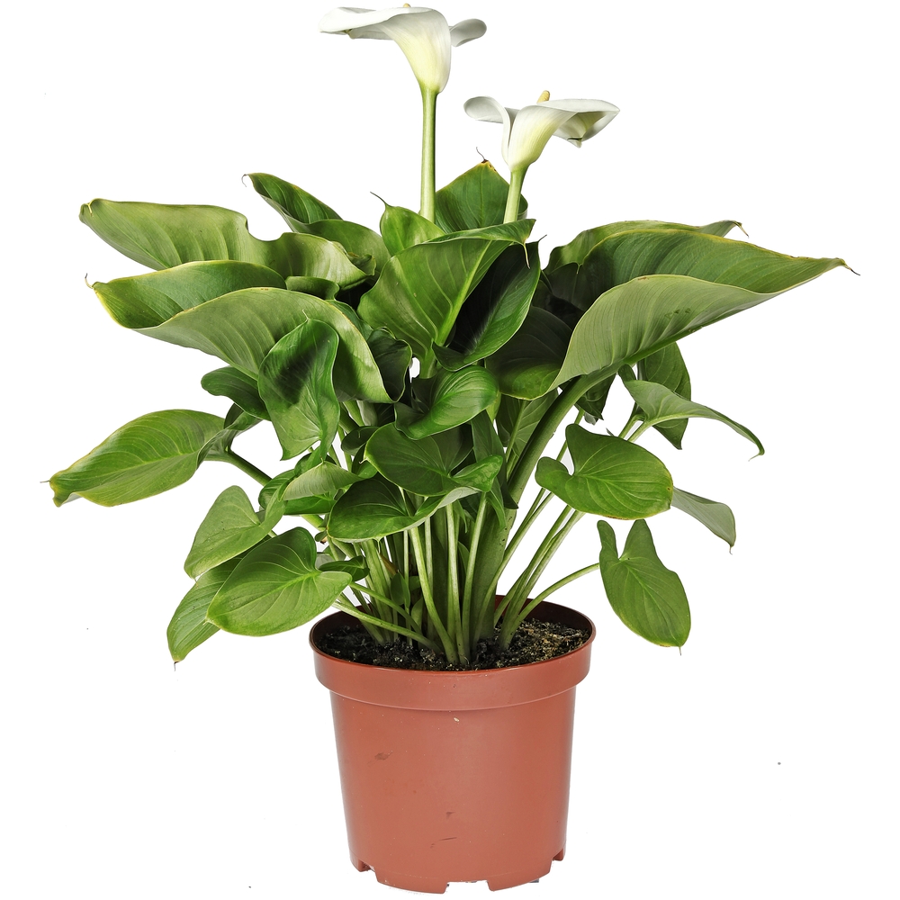 buy vanilla plant Vanilla planifolia 'Aurea' Variegated Vanilla Bean Orchid 4” main image 0