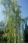 Betula verrucosa : cépée baliveaux  ctr 15 litres