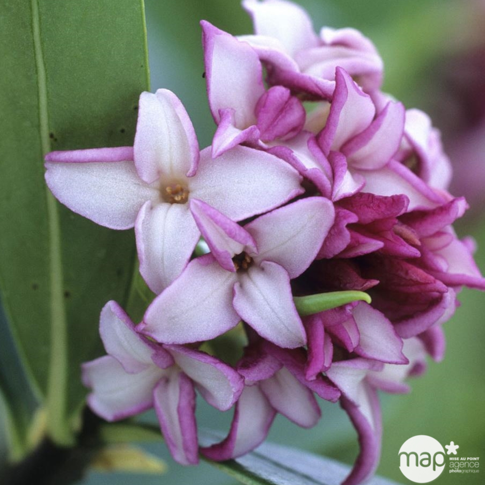 Daphne odora : ctr 3 L