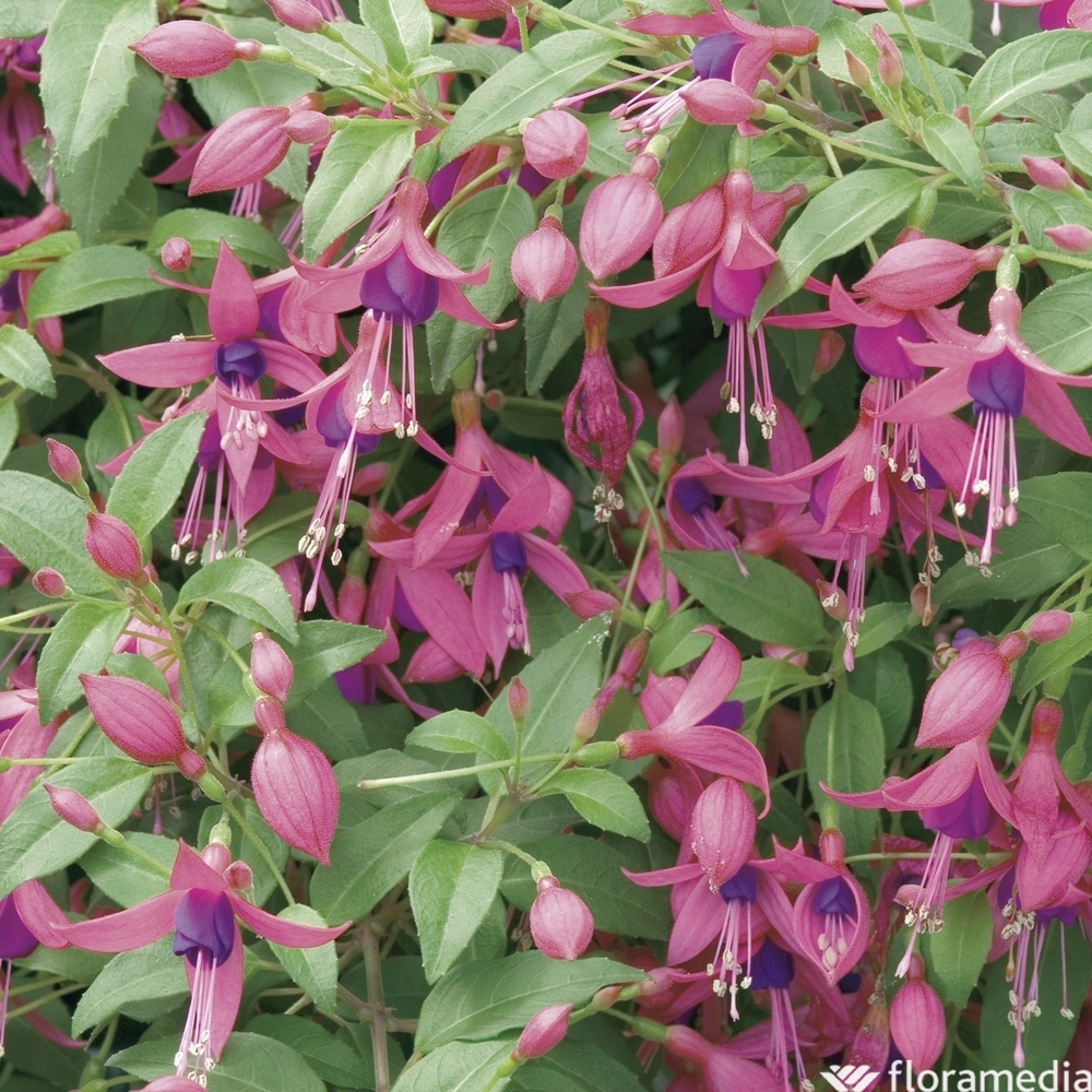 Fuchsia : pot Ø 10,5 cm