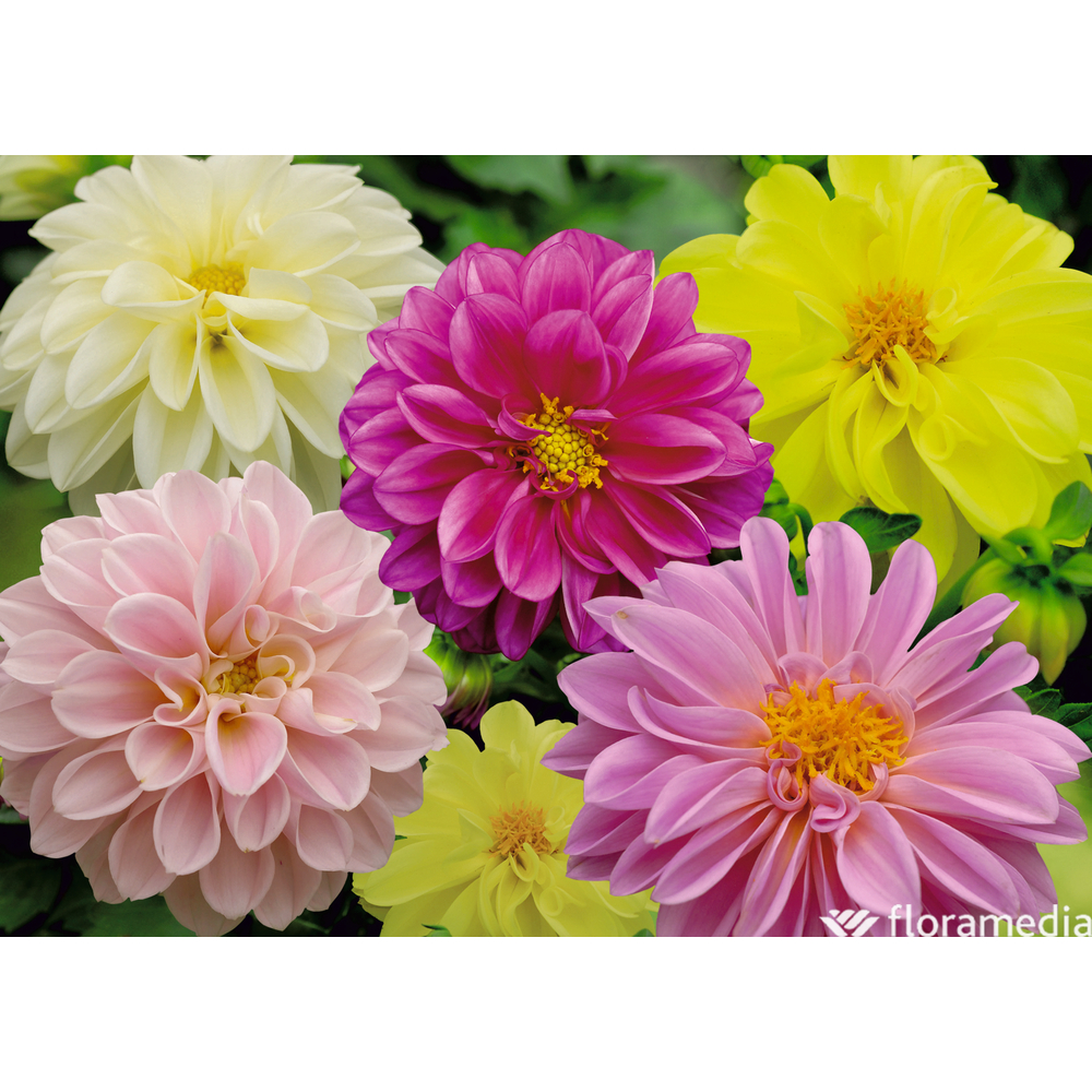 Dahlia : pot 2L