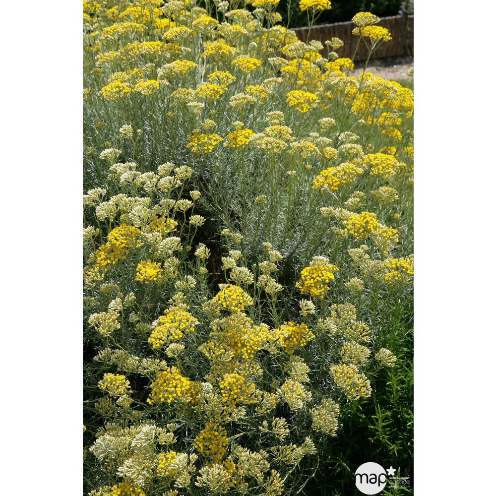 Helichrysum italicum : conteneur 2 litres
