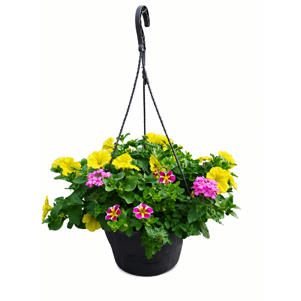 Plantes annuelles, variétés variables : suspension D.25cm