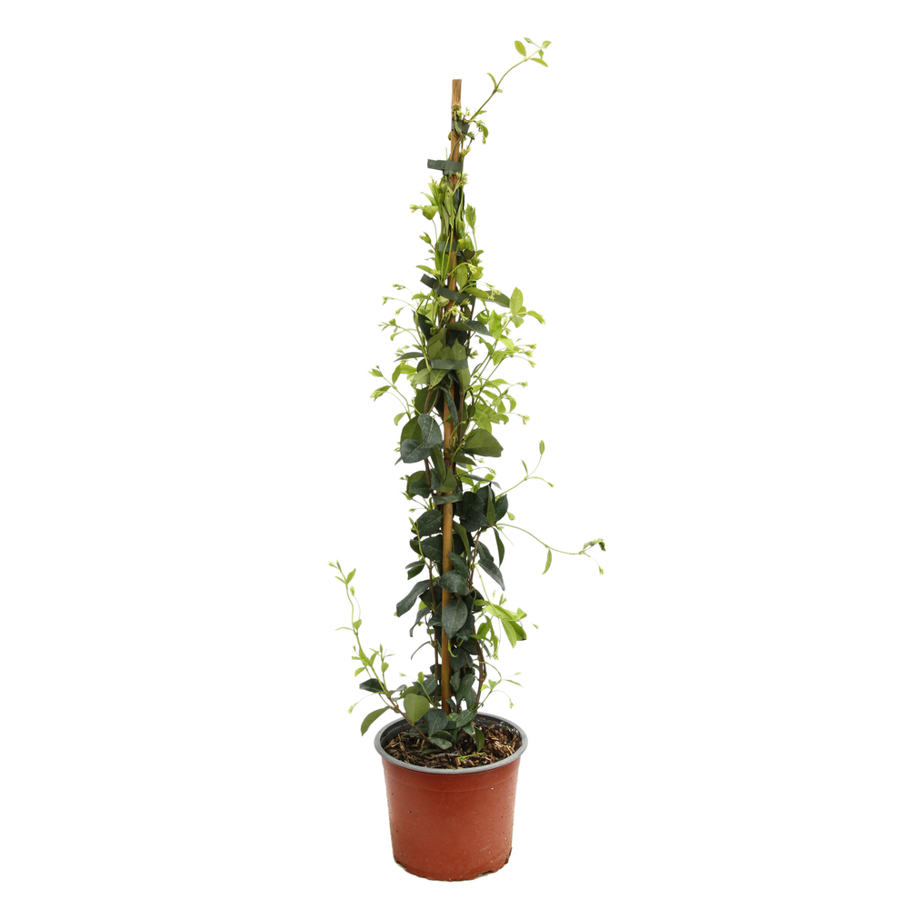 Trachelospermum, H 80/100 cm, ctr de 2 litres