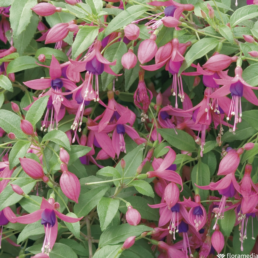 Fuchsia collection : pot Ø 13 cm ou Ctr 1 litre