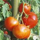 Plants de tomates 'Carmello' F1 : barquette de 6 plants
