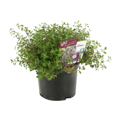 Plant de thym serpolet : pot de 1 litre