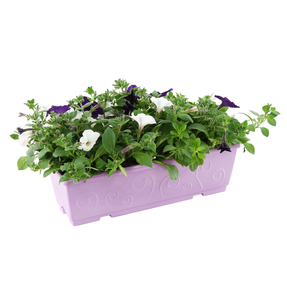 Pétunia retombant : jardinière 50 cm ou ctr 9 litres