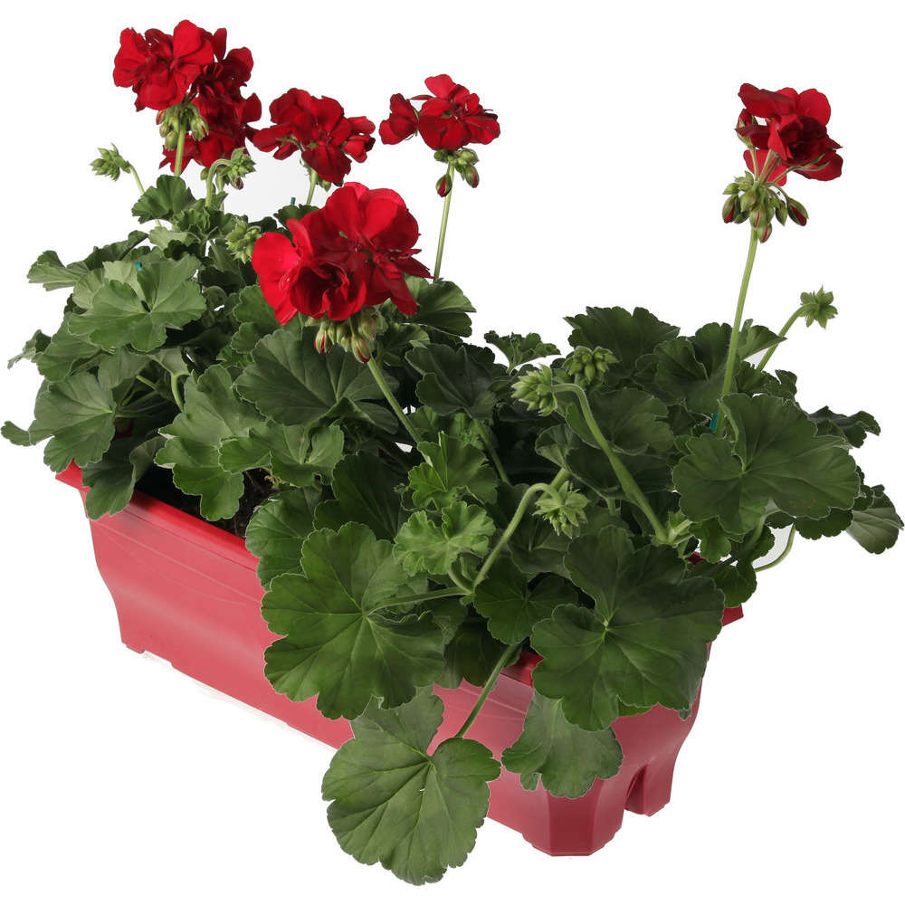 Géranium zonale : jardinière de 50 cm ou C9L - Coloris variable