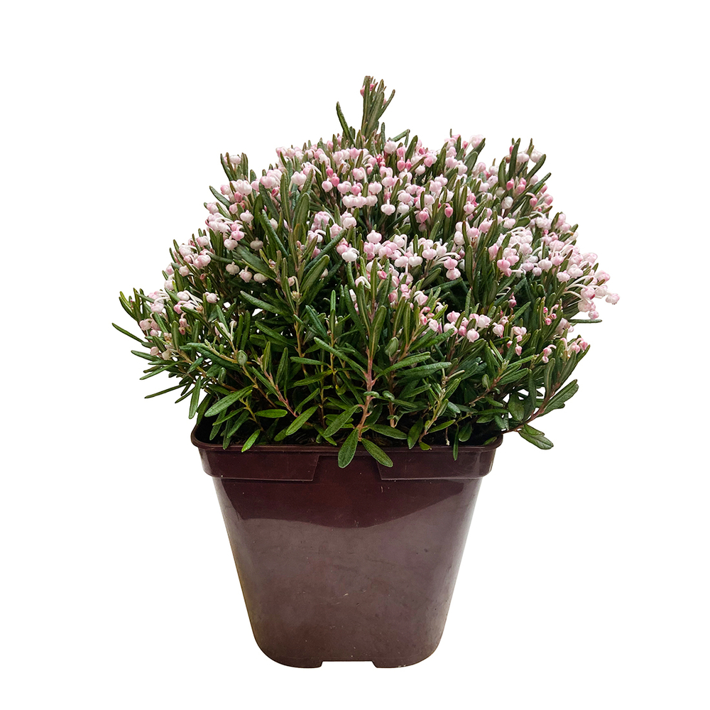 Andromeda: arbuste pot 3L