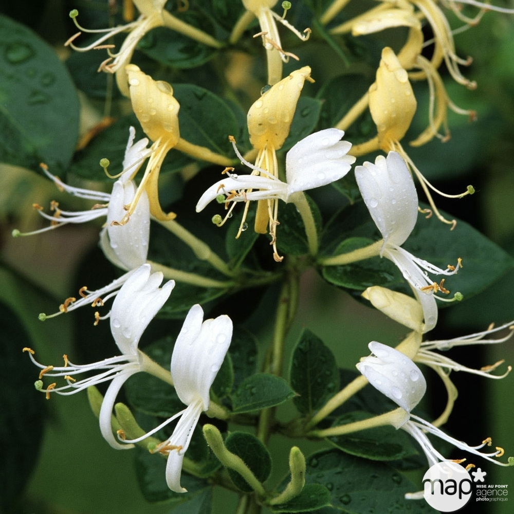 Lonicera variété classic- Pot 3L