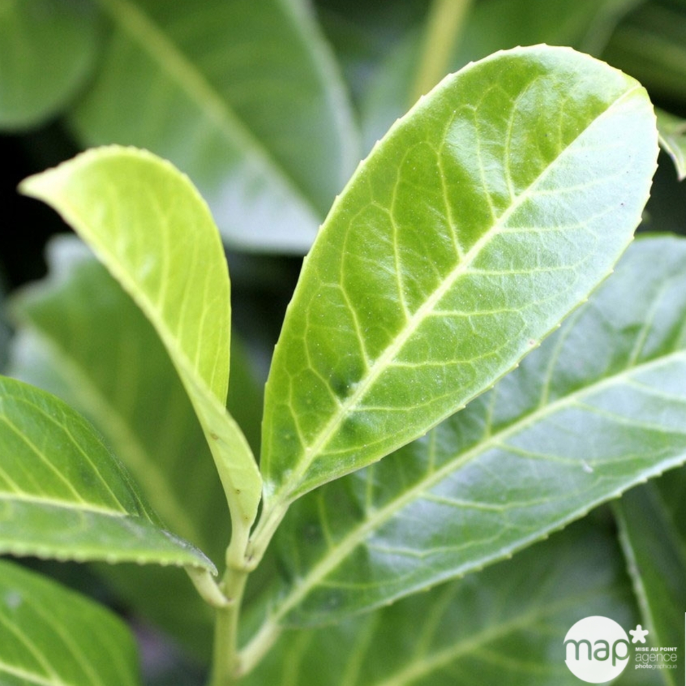 Prunus laurocerasus ' Rotundifolia ' : H 140/170 cm ctr 25 litres