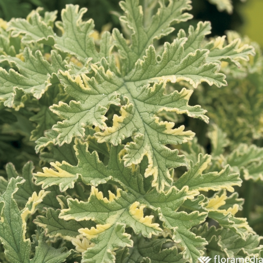 Géranium à feuilles décoratives Pot 3L