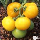 Plants de tomates 'Lemon Boy' F1 : barquette de 6 plants