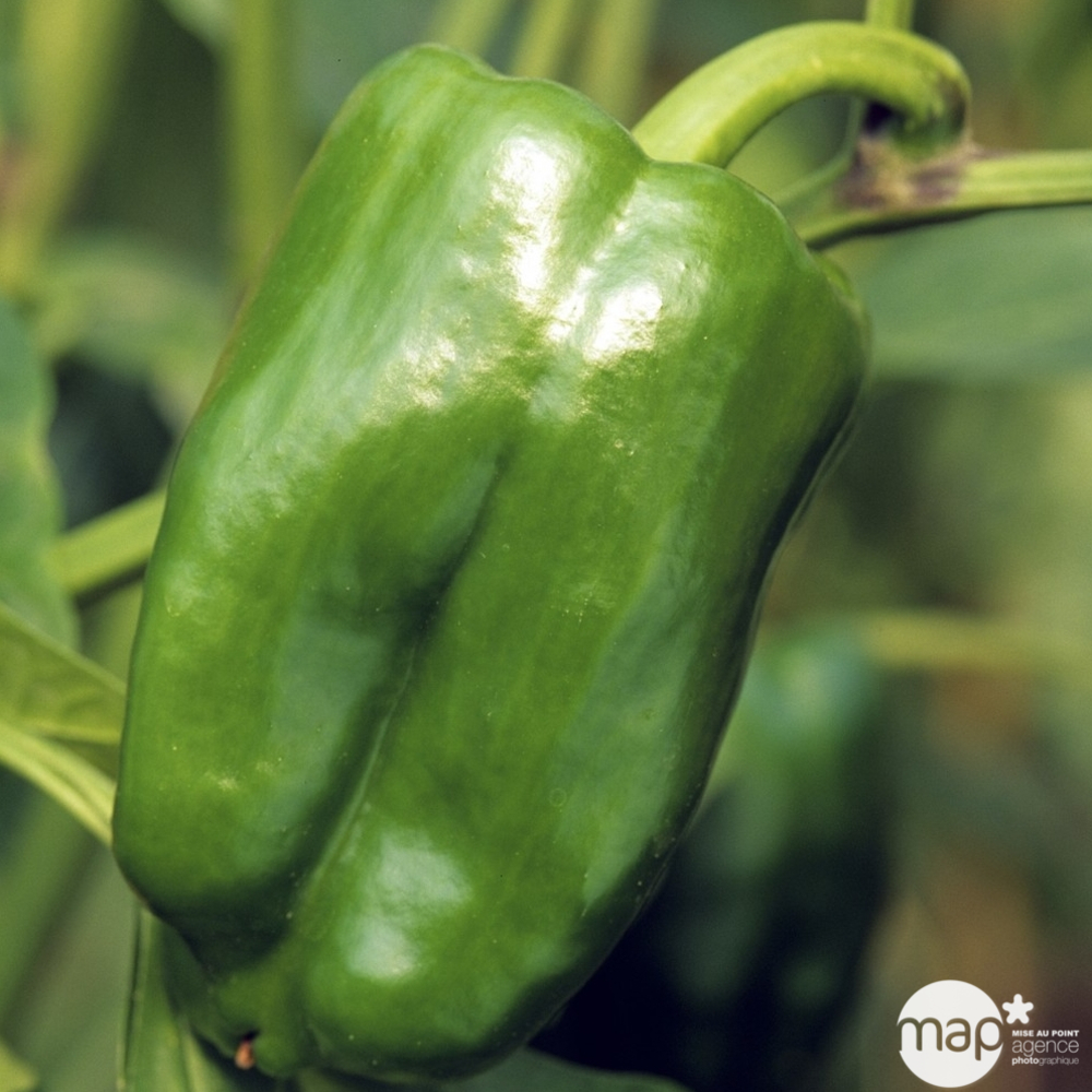 Plants de poivrons 'Lamuyo' F1 : barquette de 6 plants
