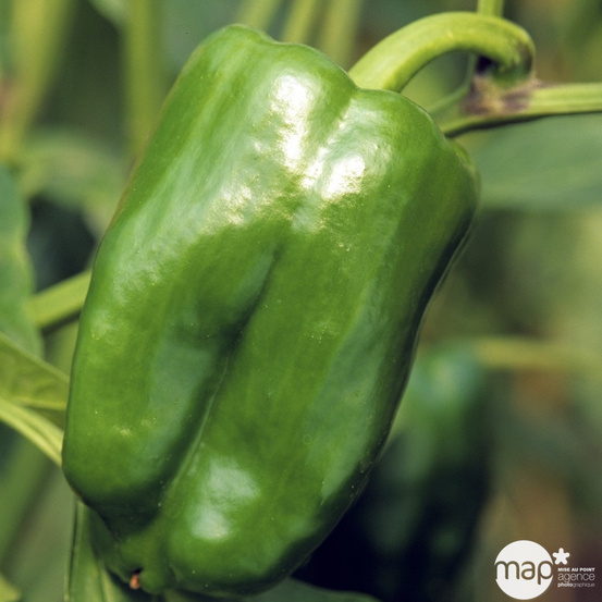 Plants de poivrons 'Lamuyo' F1 : barquette de 6 plants