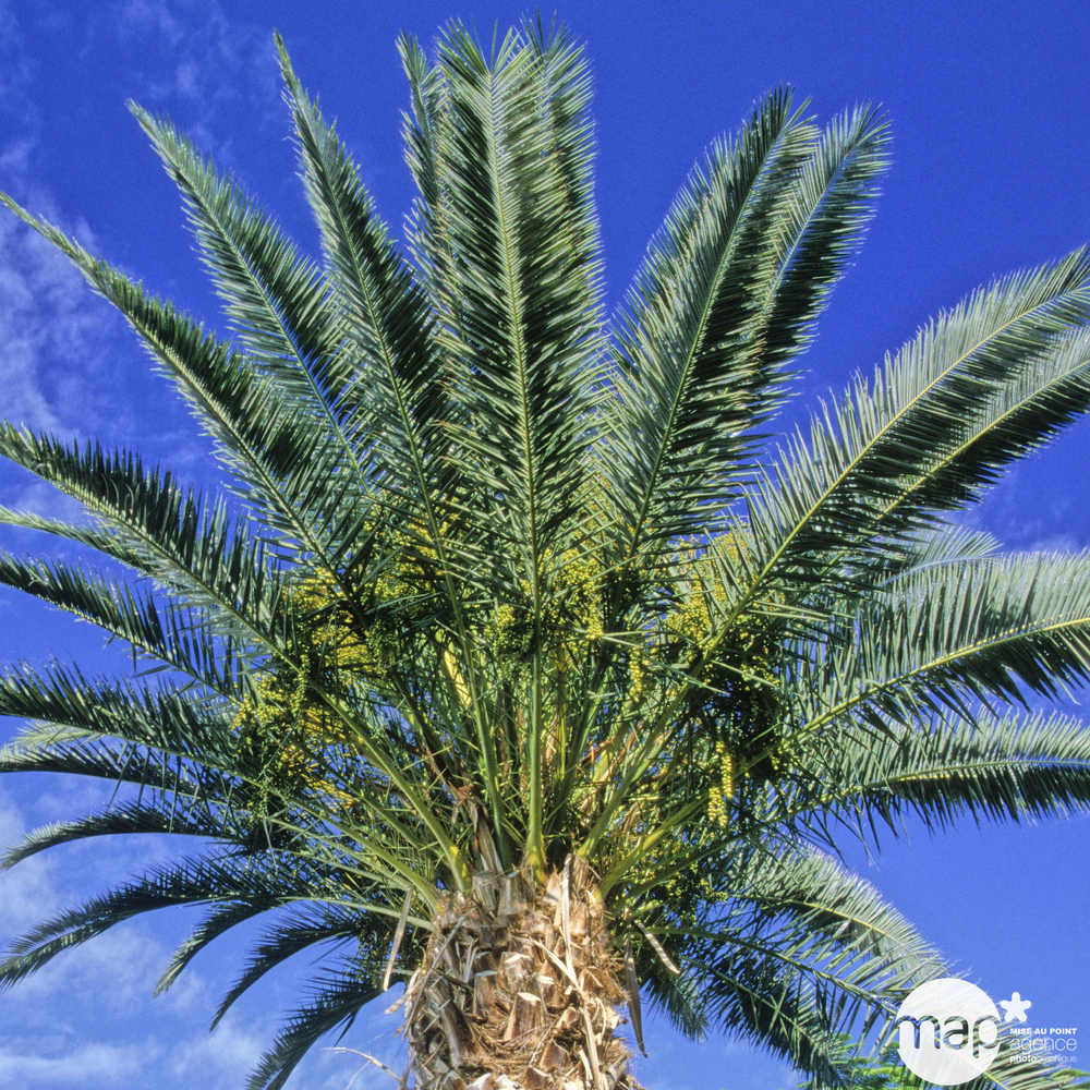 Phoenix canariensis : pot D.35cm