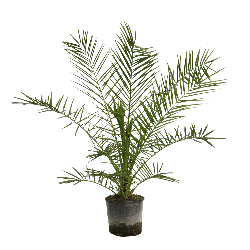 Phoenix canariensis : conteneur 7 litres