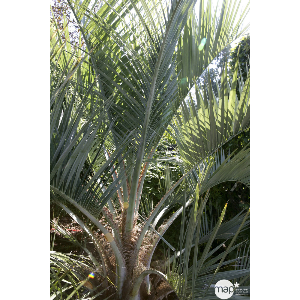 Butia capitata H.90/100 cm : Pot D.28cm