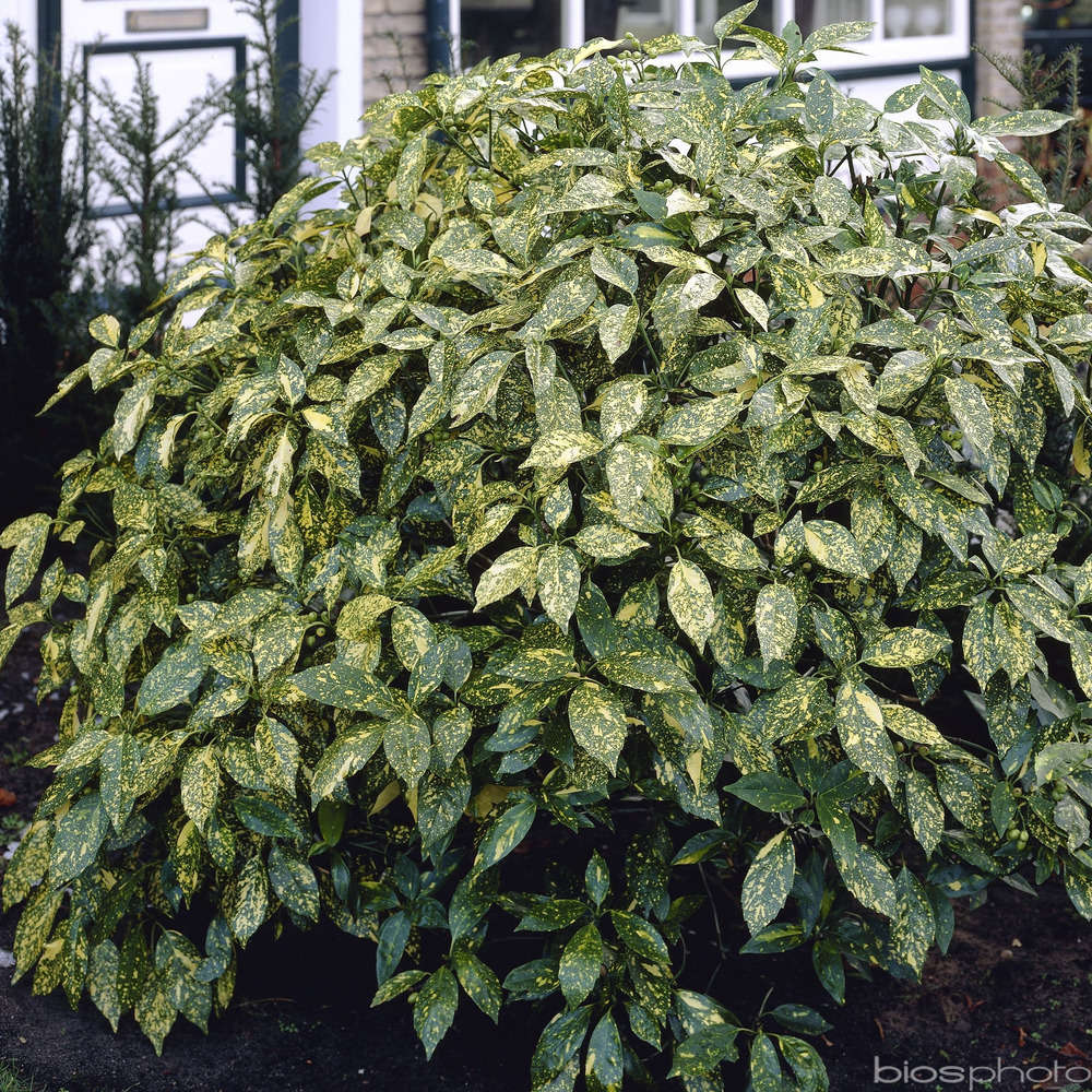 Aucuba japonica 'Crotonifolia': pot 15 litres