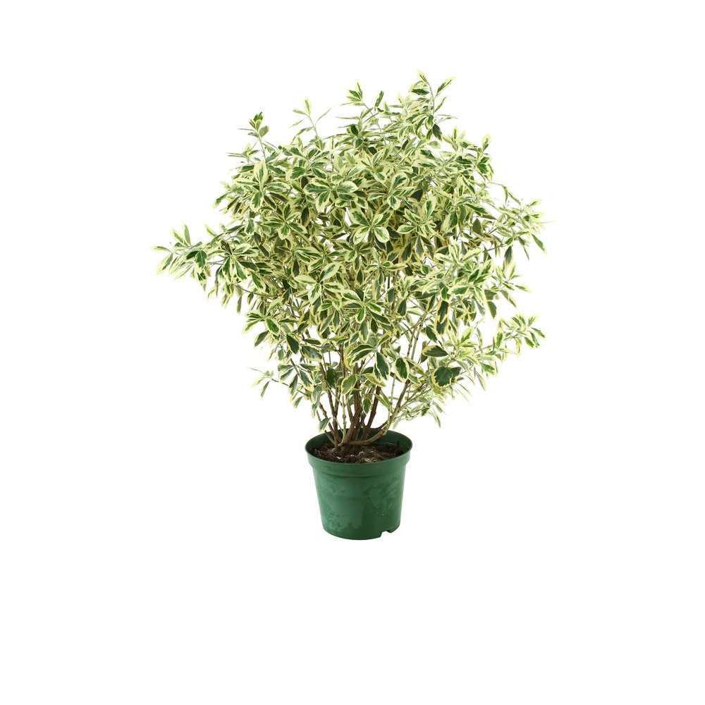 Euonymus japonicus ' Bravo ' : H.40/60cm, ctr 5L, D.40cm