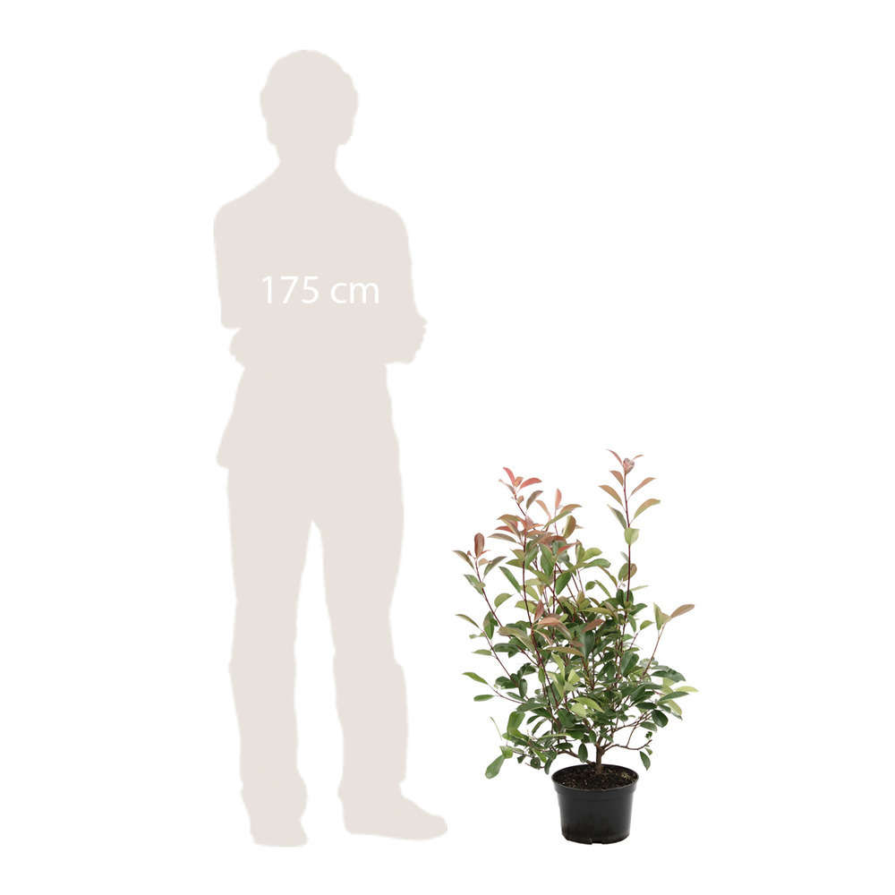 Photinia X Fraseri red Robin : H.60/80cm…