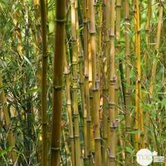 Bambou : pot de 5 litres