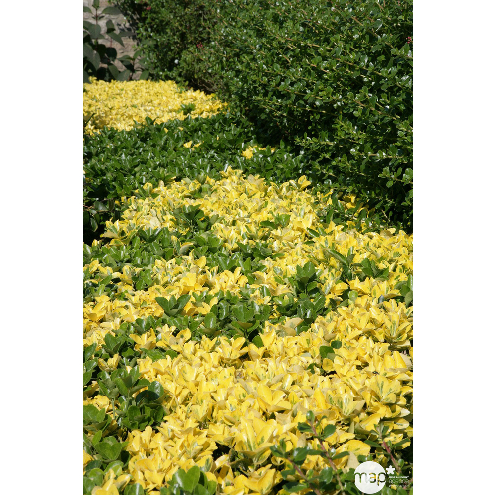 Euonymus aureo Marginatus : H40/60cm Pot 5L