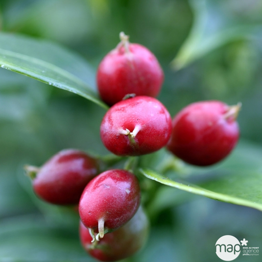 Sarcococca ruscifolia: conteneur 3 litres