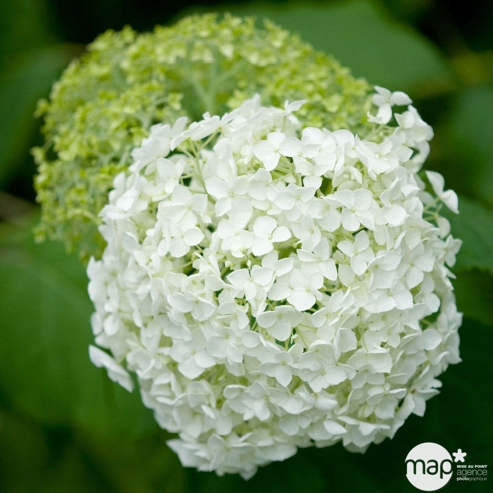 Hydrangea arborescens 'Annabelle' : pot 10L