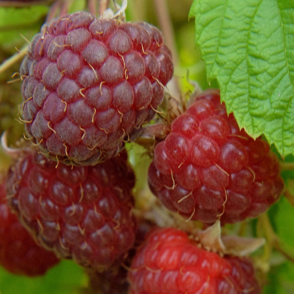 Framboisier 'Willamette' : pot de 1,5 litres