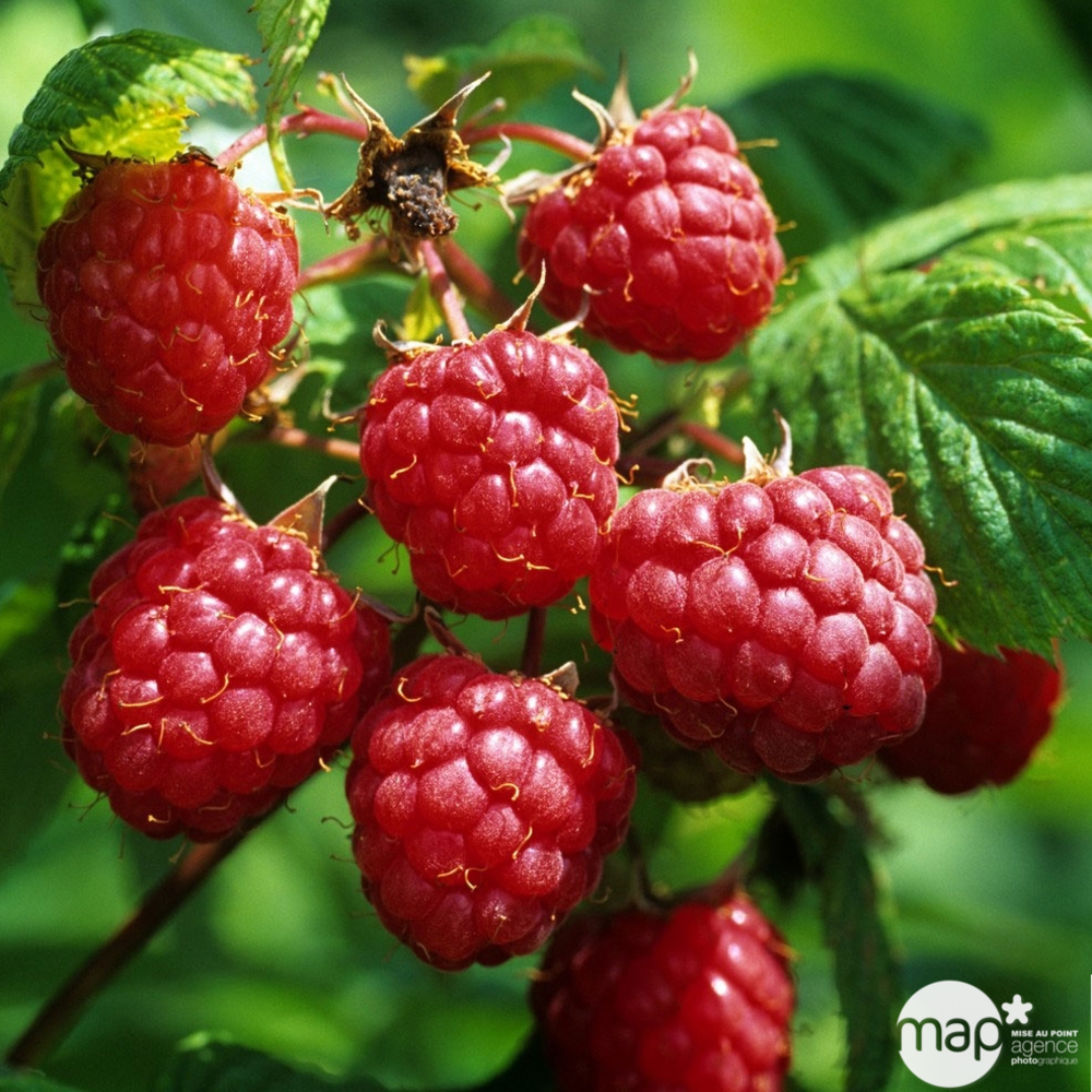 Framboisier 'Héritage' : pot de 1,5 litres