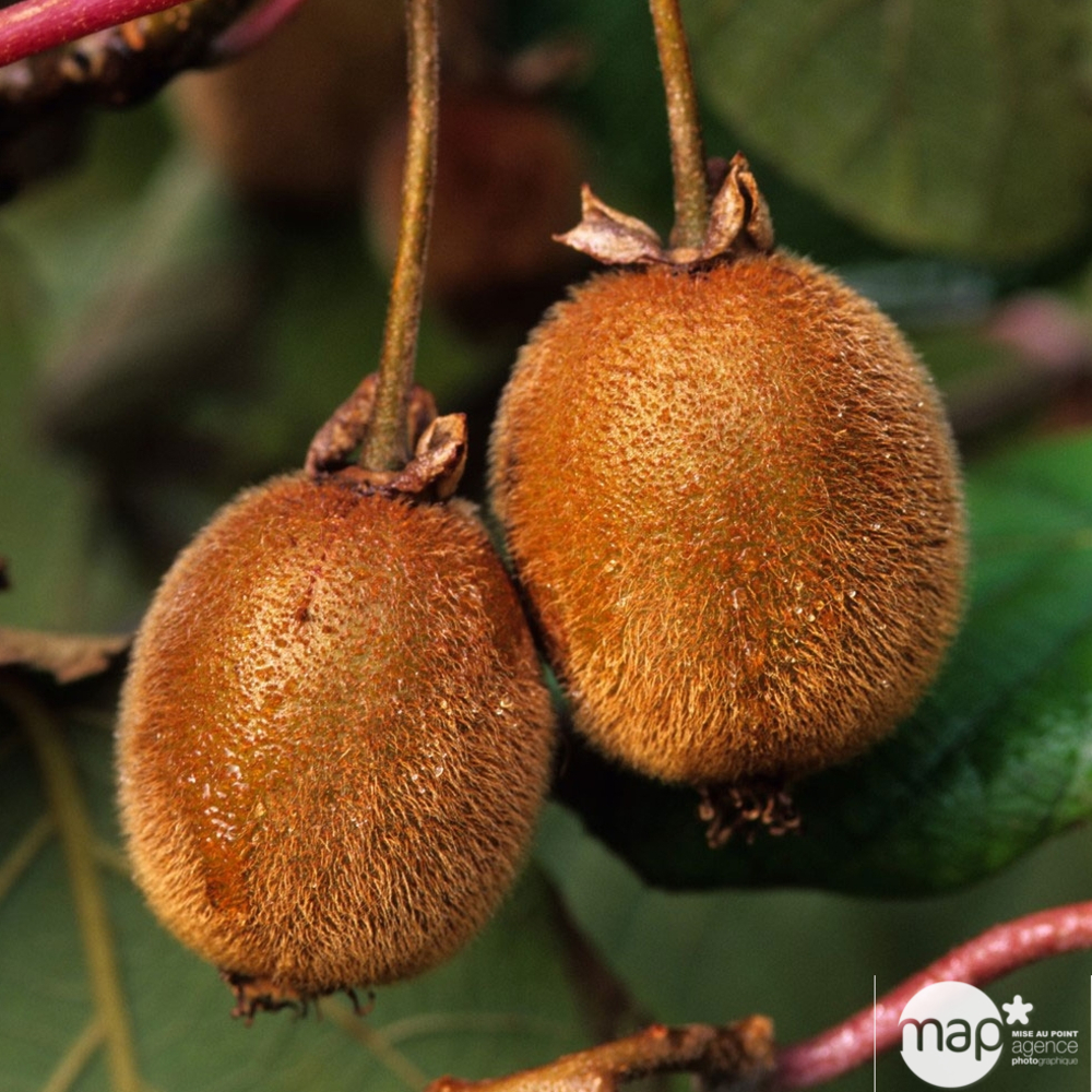 Kiwi chinensis mâle : pot de 1,5 litres