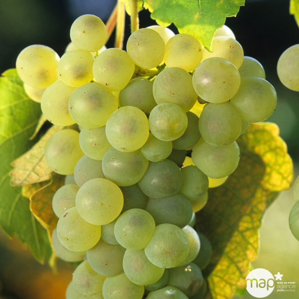 Vigne 'Chasselas Doré' : pot de 1,5 litres