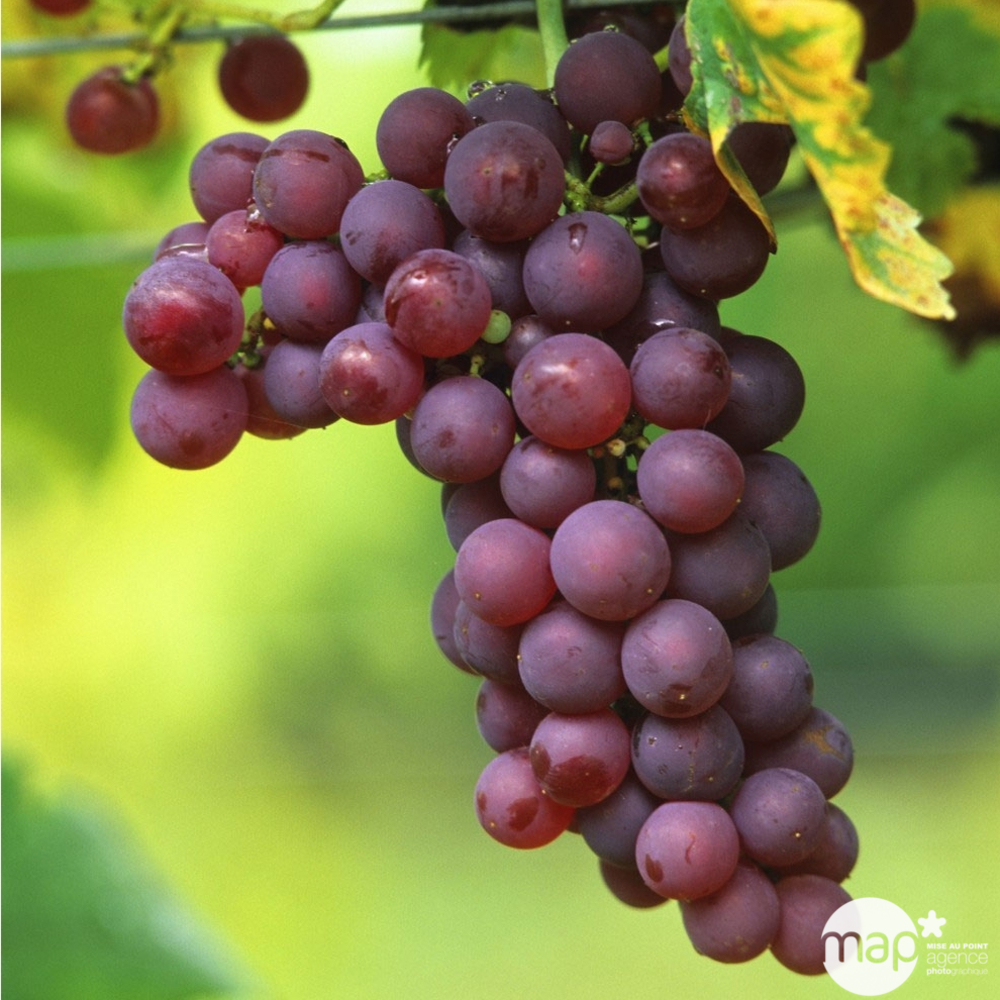 Vigne 'Chasselas Rose' : pot de 1,5 litres