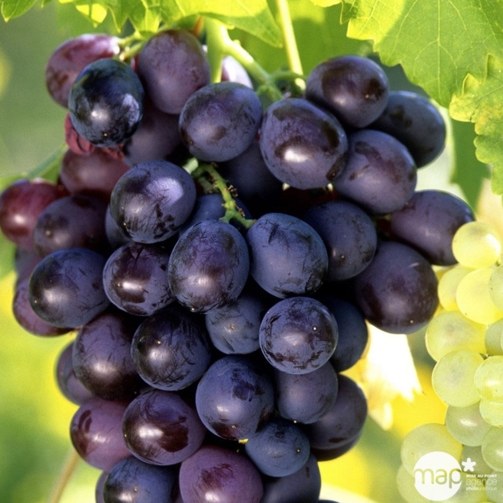 Vigne 'Muscat de Hambourg' : pot de 1,5 litres