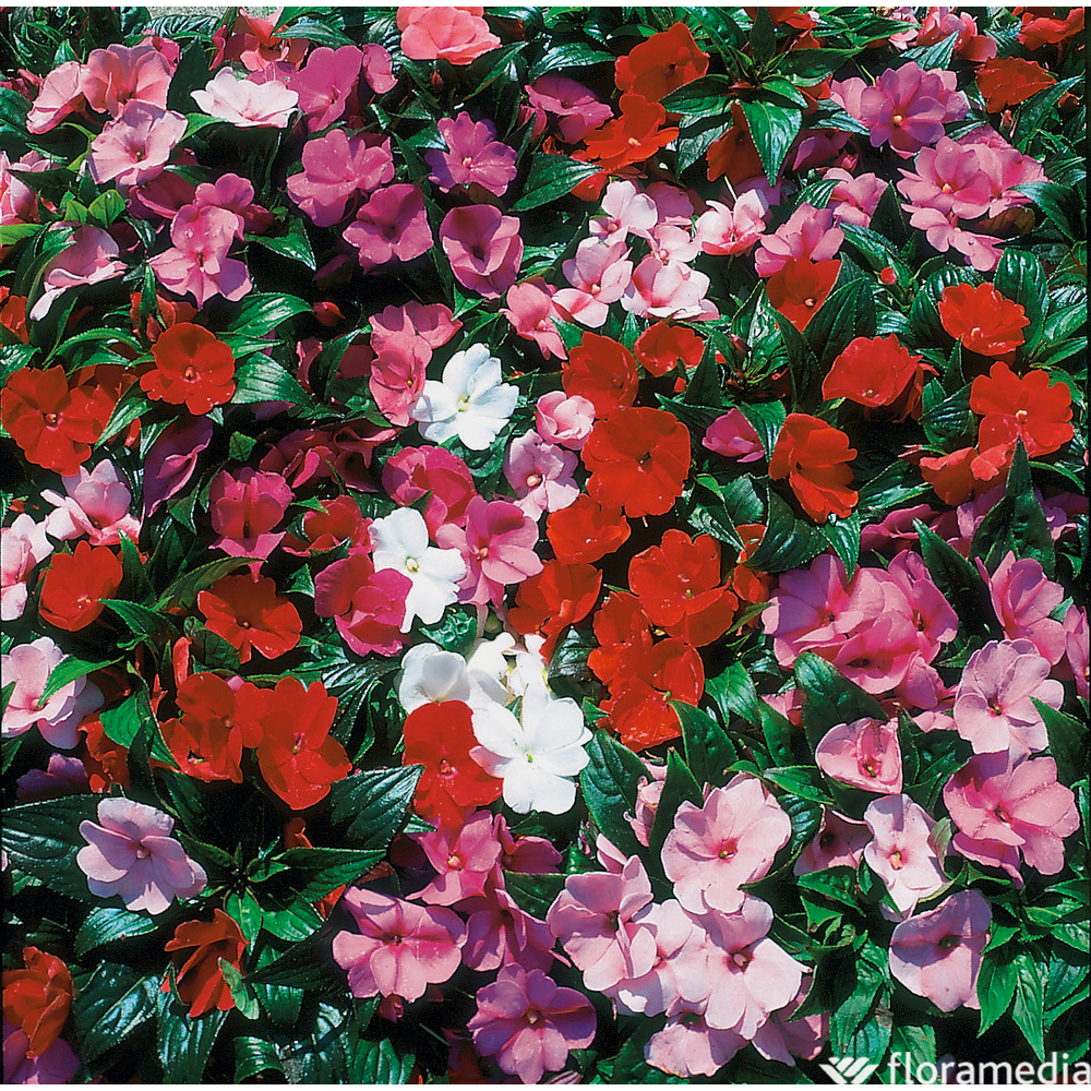 Impatiens de nouvelle guinÃ©e:pot d.13cm ou 1L