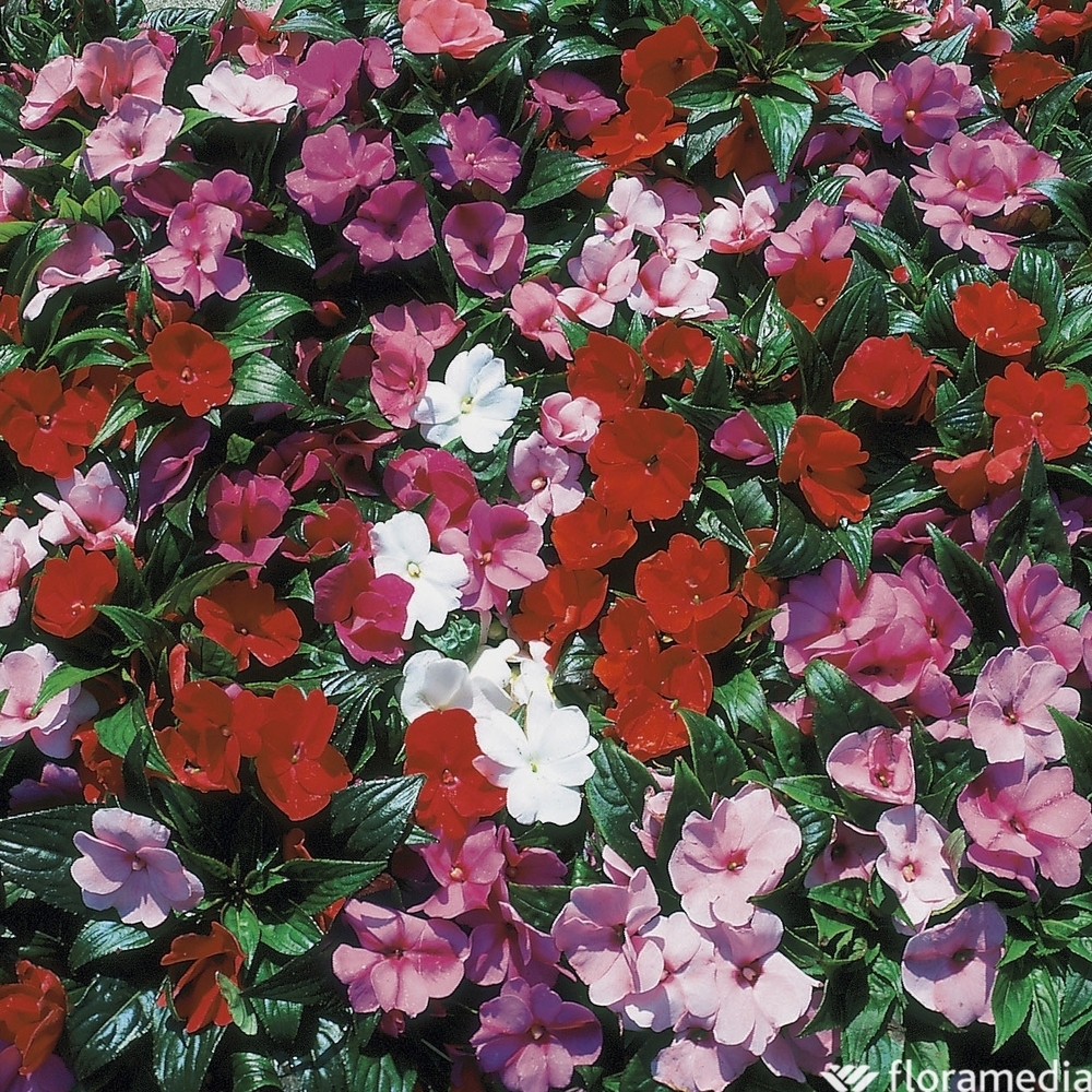 Impatiens de Nouvelle Guinée : pot 2,5L