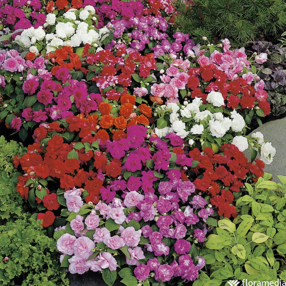 Impatiens à fleurs doubles : pot Ø 13 cm ou ctr 1 litre